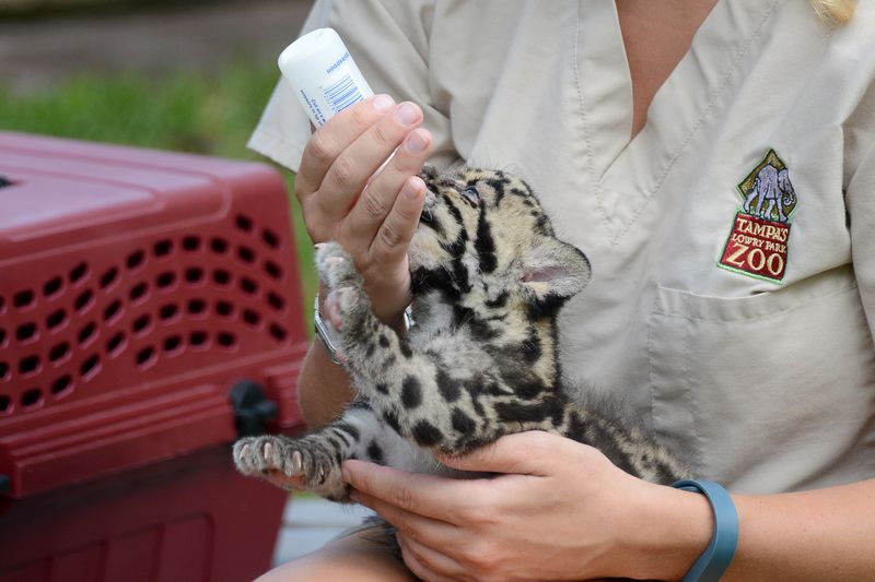 Illustration for article titled Clouded Leopard Toe Beans Are As Cute As You'd Expect
